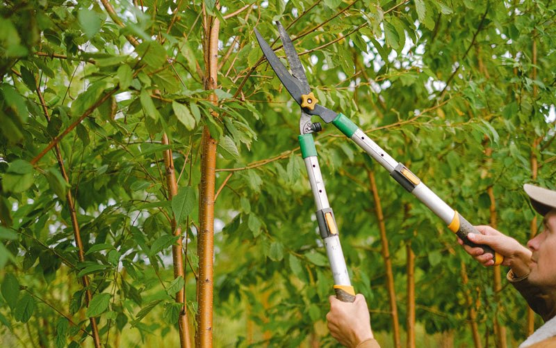 Tree trimming in Novato, CA